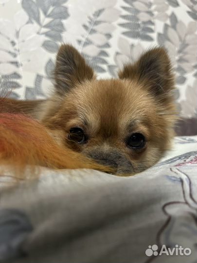 Вязка помчи