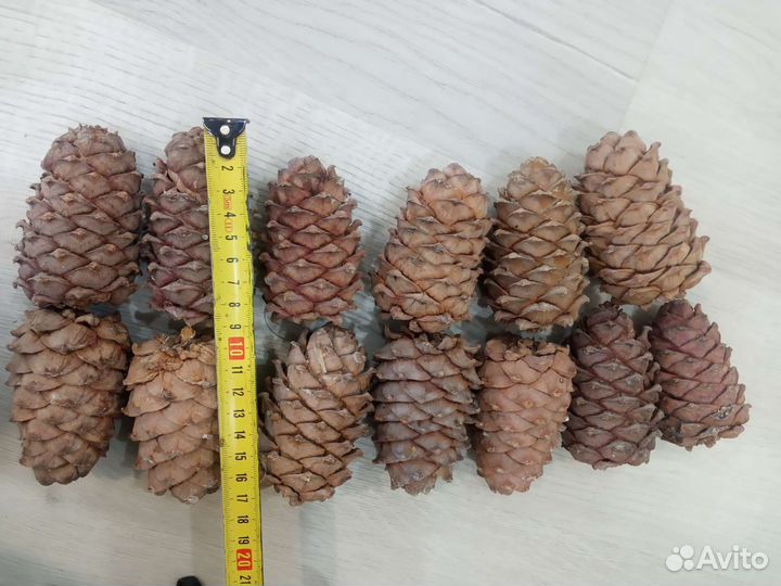 Продам Орех кедровый