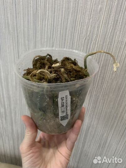 Пень SA-038 от SonYa, Калейдоскоп фаленопсис