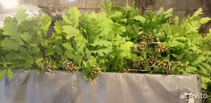 Дубовые веники для бани