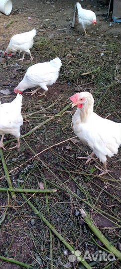 Куры несушки легорны