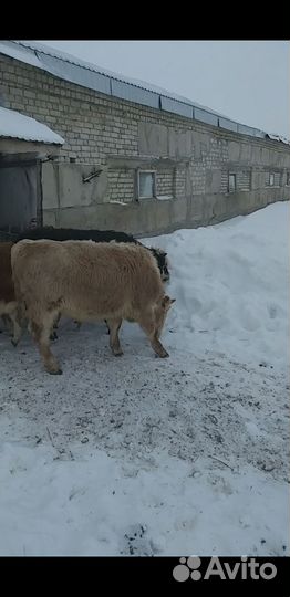 Бычки, телочки