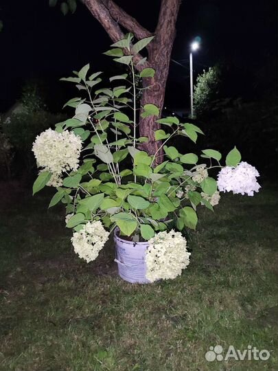 Анабель гортензия древовидная