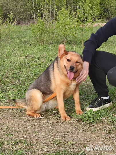 Зоогостиница для собак