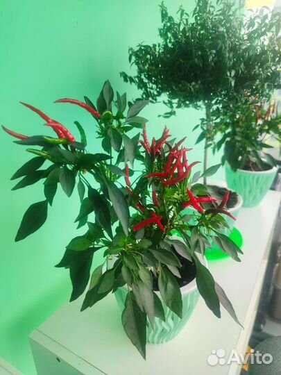 Перец комнатный острый