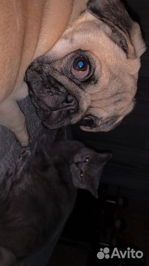 Мопс вязка мальчик