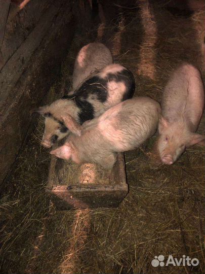 Свинки ландрас