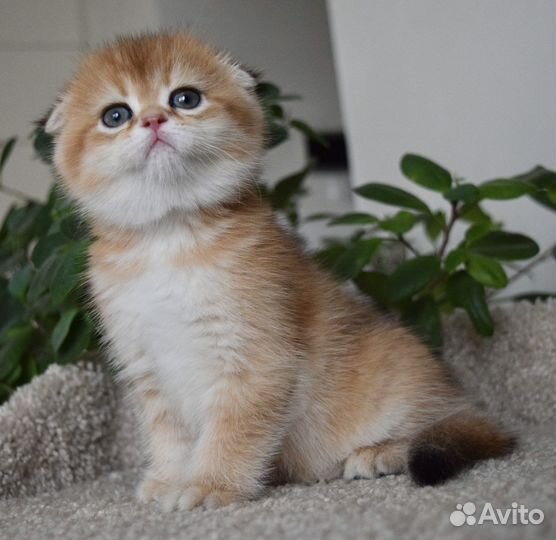 Шотландские котята