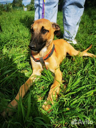 Гончая борзая