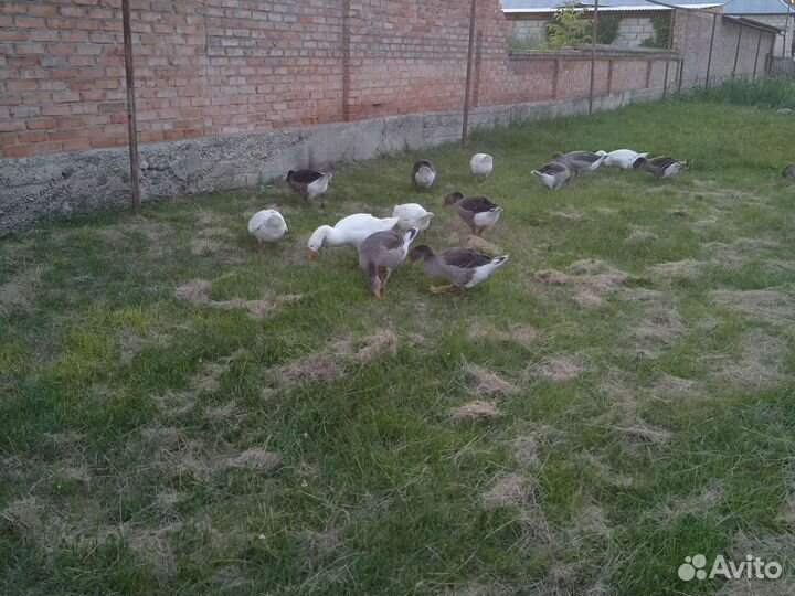 Гусь