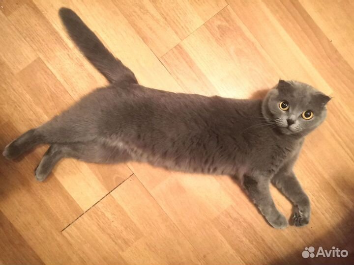 Отдам кошечку в добрые руки