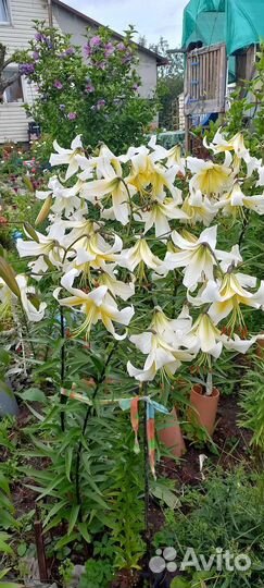 Садовые цветы