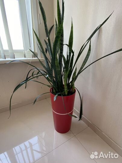 Сансевиерия