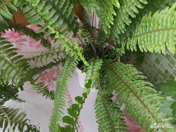 Папоротник