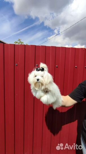 Мальтийская болонка мини девочка