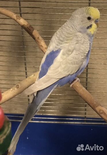 Птенчики волнистых попугаев красивые окрасы