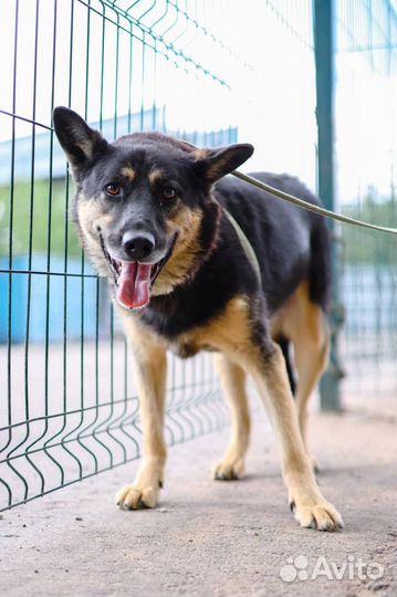 Собака Ричард в поисках дома