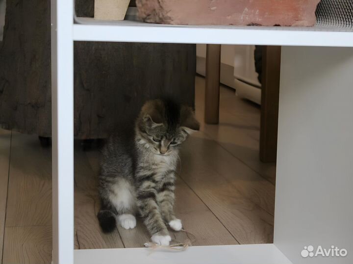 Котёнок полосатый