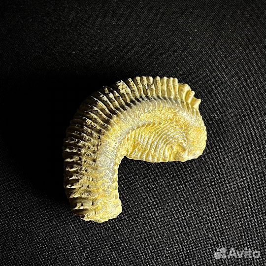 Устрица окаменелость ископаемое моллюск