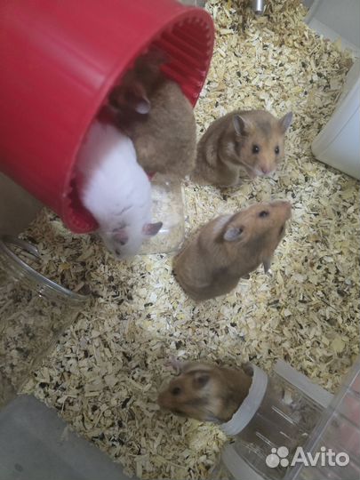 Сирийский хомяк мальчик