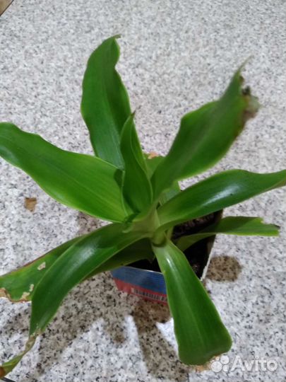 Алоэ,золотой ус