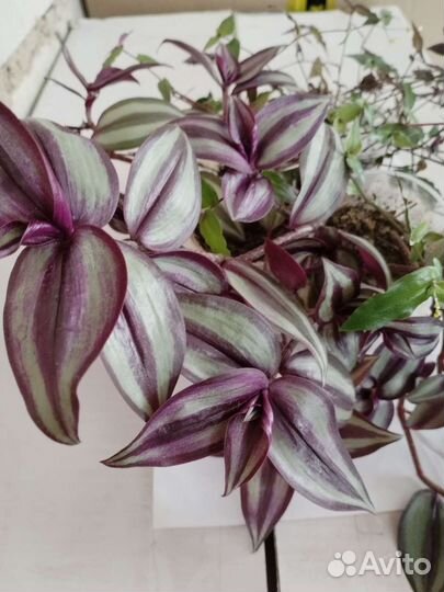 Традесканция зебрина