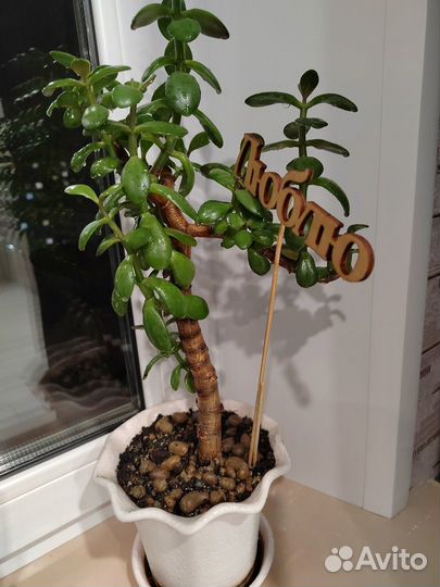 Денежное дерево толстянка