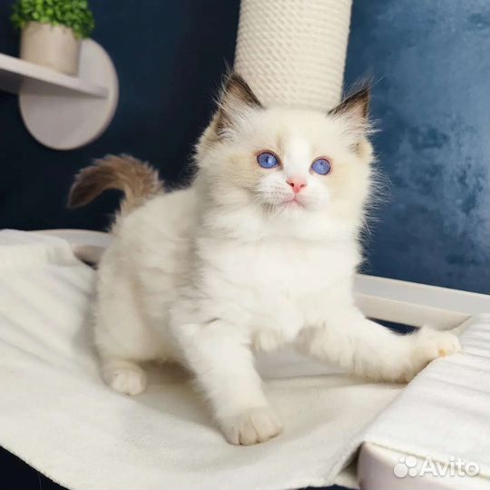 Bond, рэгдолл с родословной