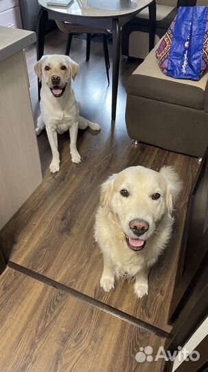 Зоотакси / Выгул