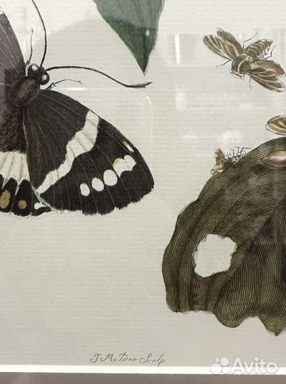 Репродукция