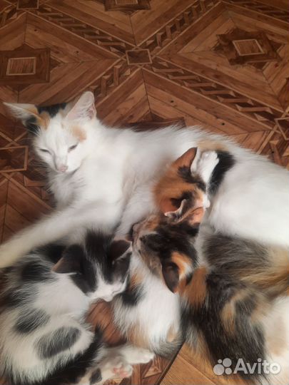 Котята в добрые руки