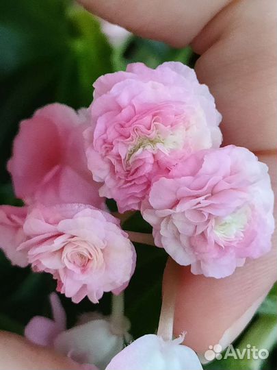 Бегония вечноцветущая махровая