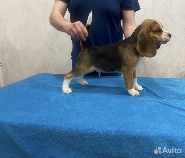 Красивая девочка 6 месяцев