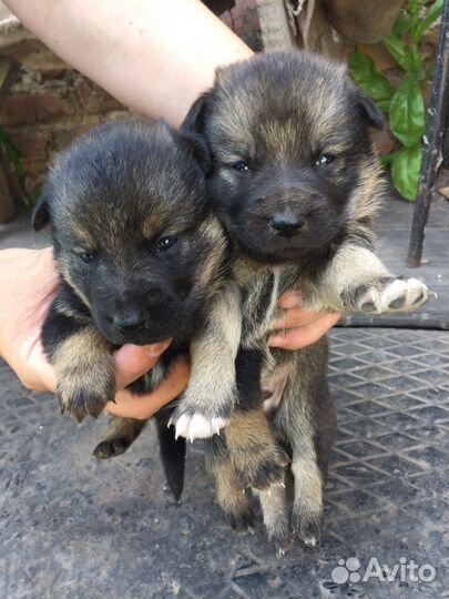 Щенки в добрые руки