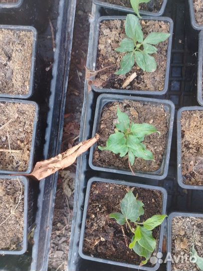 Саженцы клематиса My Beauty