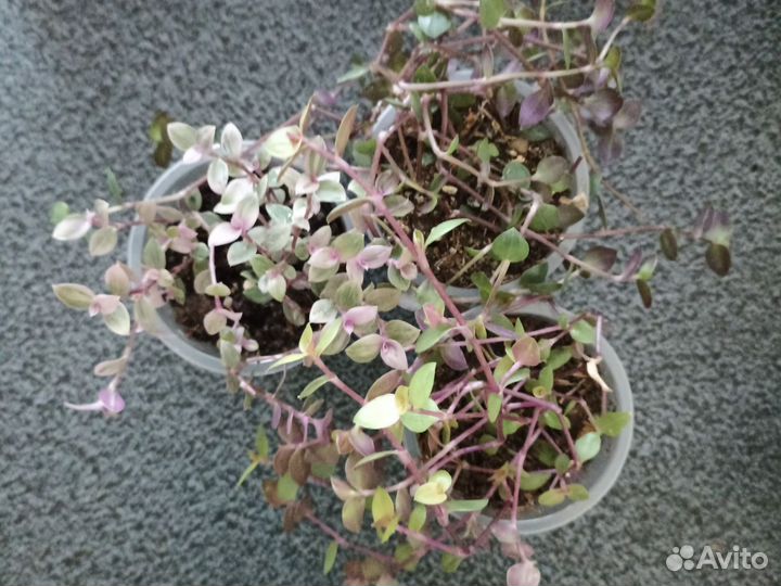 Коллизия Розова пантера