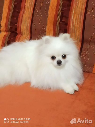 Белый померанский шпиц мальчик