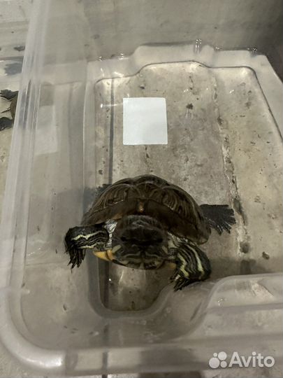 Красноухая черепаха