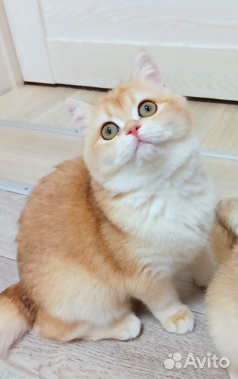 Британский кот ny12 вязка