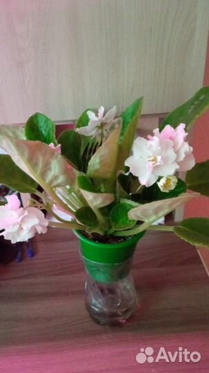 Фиалка сортовая цветущая