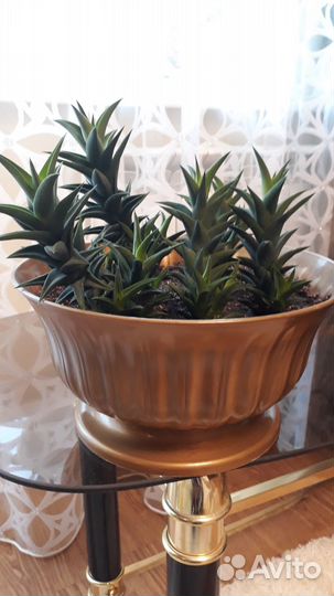 Хавортия, суккулент