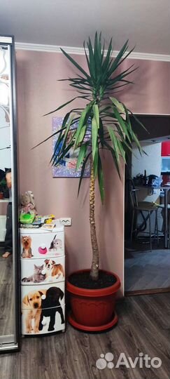 Пальма юкка