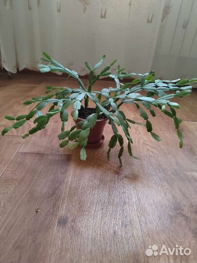 Комнатнве растения