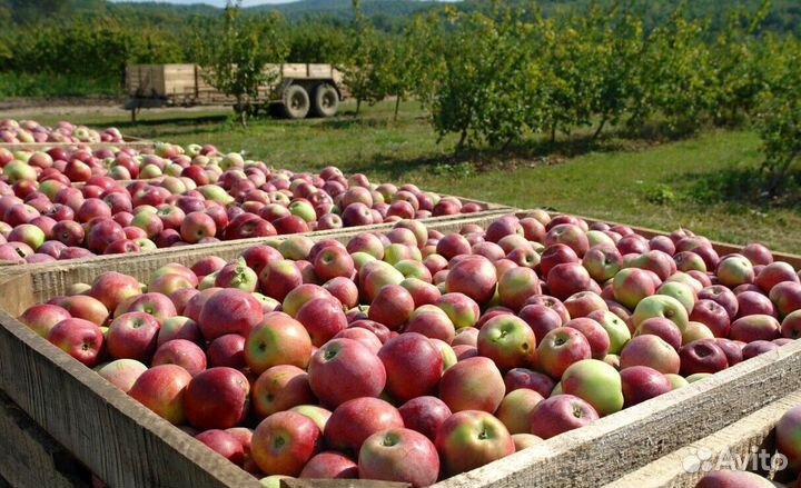 Работа по сборке яблок