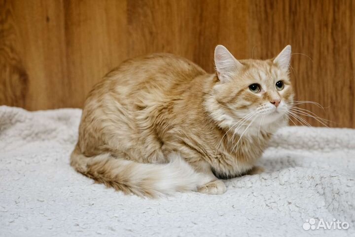 Рыжий котенок в добрые руки