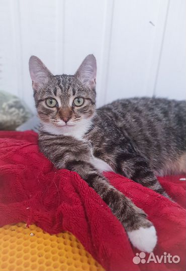 Котенок Бармалейка ищет дом