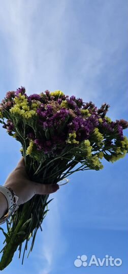 Статица сухоцвет. кермек