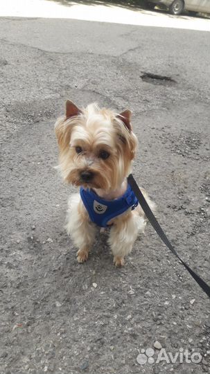 Йоркширский терьер вязка