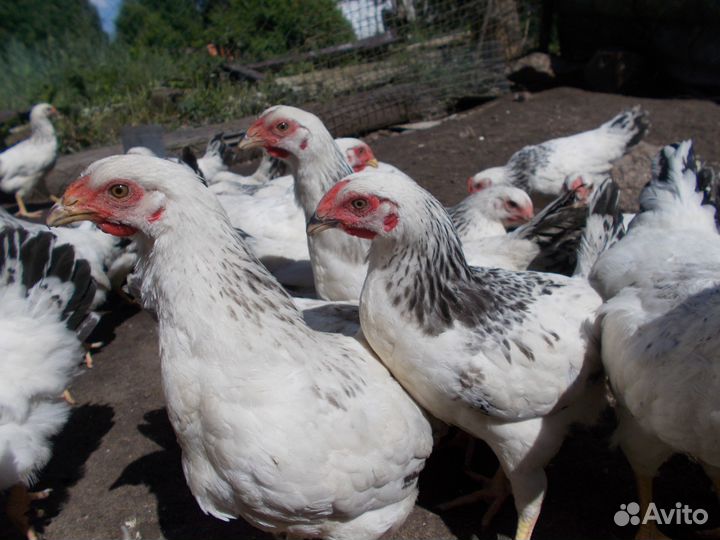 Куры породы первомайская
