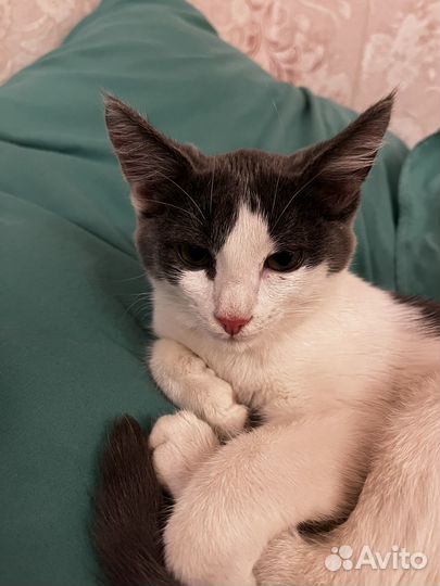 Кошка
